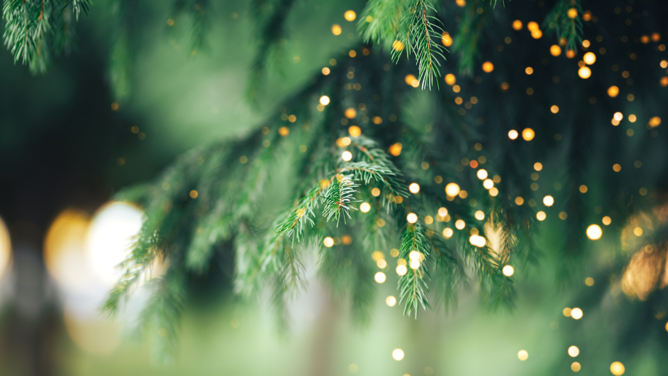 Tree Branch With Lights